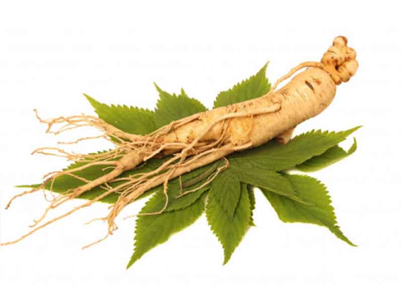 ginseng sibérien