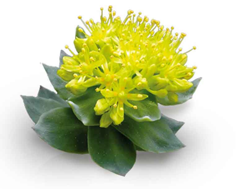 rhodiola